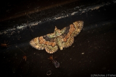 Gymnoscelis derogata