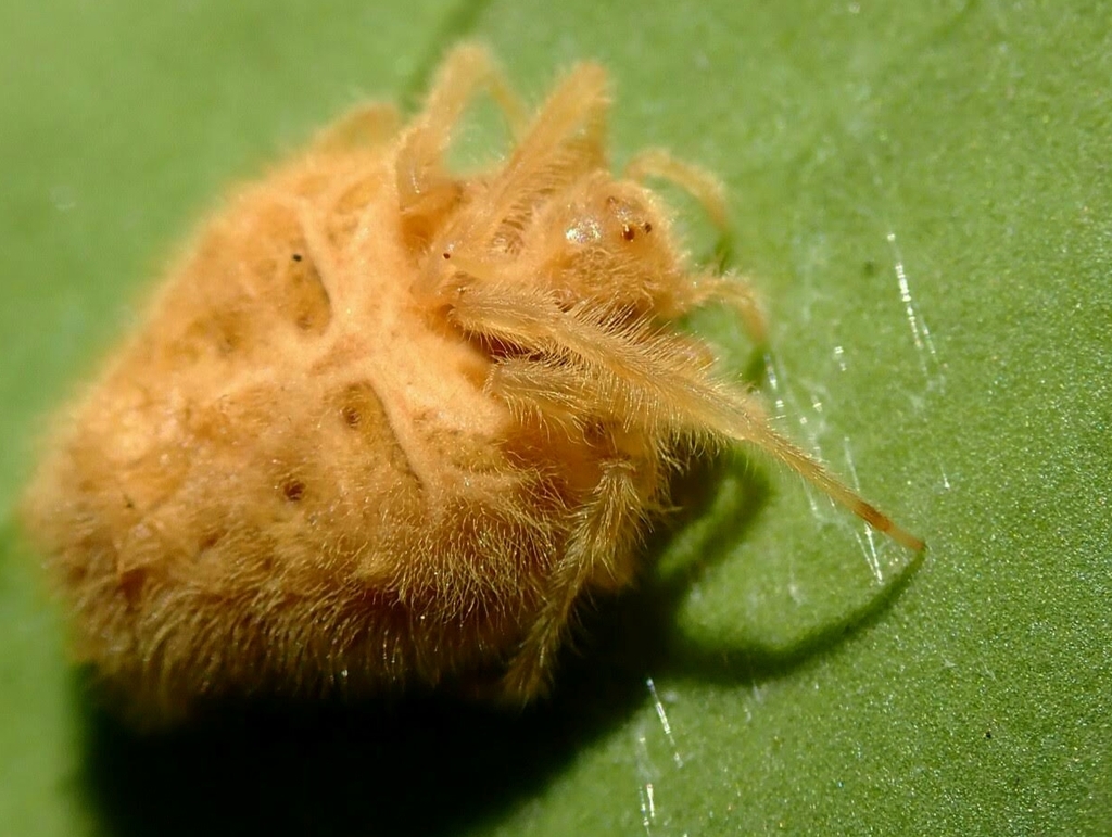 Oriental Bolas Spiders