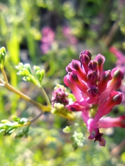 Fumaria officinalis