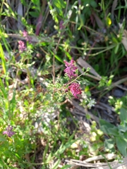Fumaria officinalis