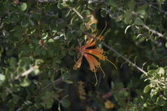 Lambertia inermis