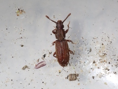 Oryzaephilus mercator