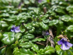Ajuga pygmaea