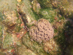 Haliclona caerulea