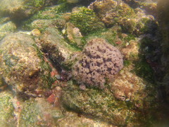 Haliclona caerulea