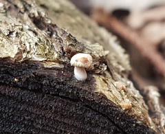 Roridomyces austrororidus