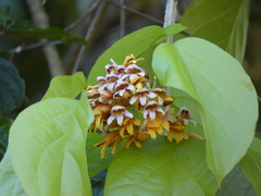 Image of Bignonia hyacinthina