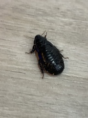 Panesthiinae