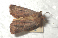 Protolampra sobrina