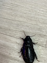 Panesthiinae
