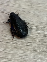 Panesthiinae