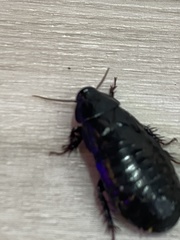 Panesthiinae