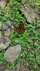 Symbrenthia lilaea formosanus