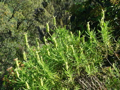 Lavandula viridis