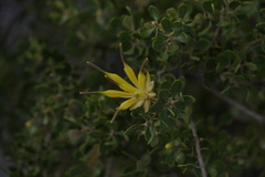 Lambertia inermis