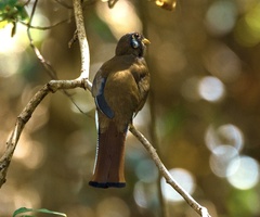 Trogon elegans ambiguus