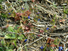 Veronica praecox