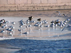 Chroicocephalus ridibundus