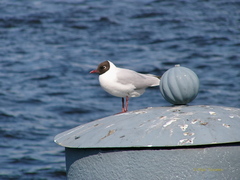 Chroicocephalus ridibundus
