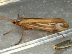 Limnephilus ornatus