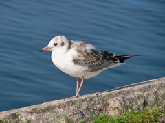Chroicocephalus ridibundus