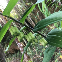 Polygonatum arisanense