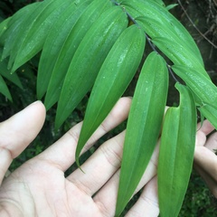 Polygonatum arisanense