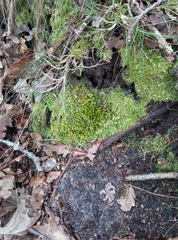 Plagiothecium curvifolium