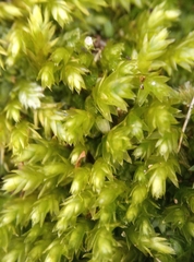 Plagiothecium curvifolium