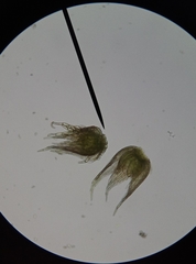 Plagiothecium curvifolium