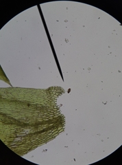 Plagiothecium curvifolium