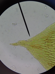 Plagiothecium curvifolium