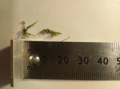 Plagiothecium curvifolium