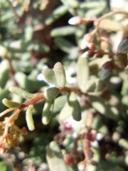 Sedum album