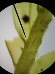 Plagiothecium curvifolium