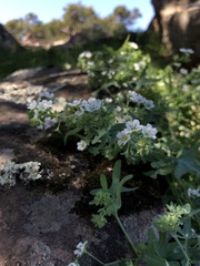 Pholistoma membranaceum