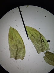 Plagiothecium curvifolium