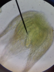 Plagiothecium curvifolium