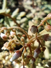 Sedum album