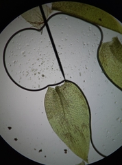 Plagiothecium curvifolium