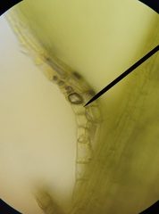 Plagiothecium curvifolium
