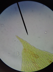 Plagiothecium curvifolium
