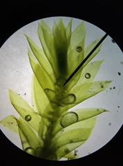 Plagiothecium curvifolium