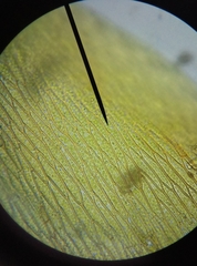 Plagiothecium curvifolium