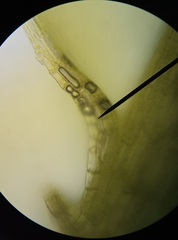 Plagiothecium curvifolium