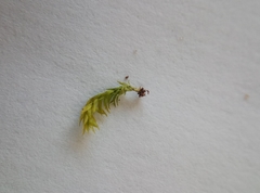 Plagiothecium curvifolium