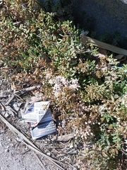 Sedum album