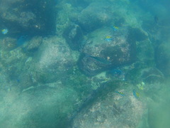Caranx caballus