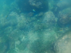 Caranx caballus