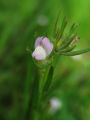Misopates